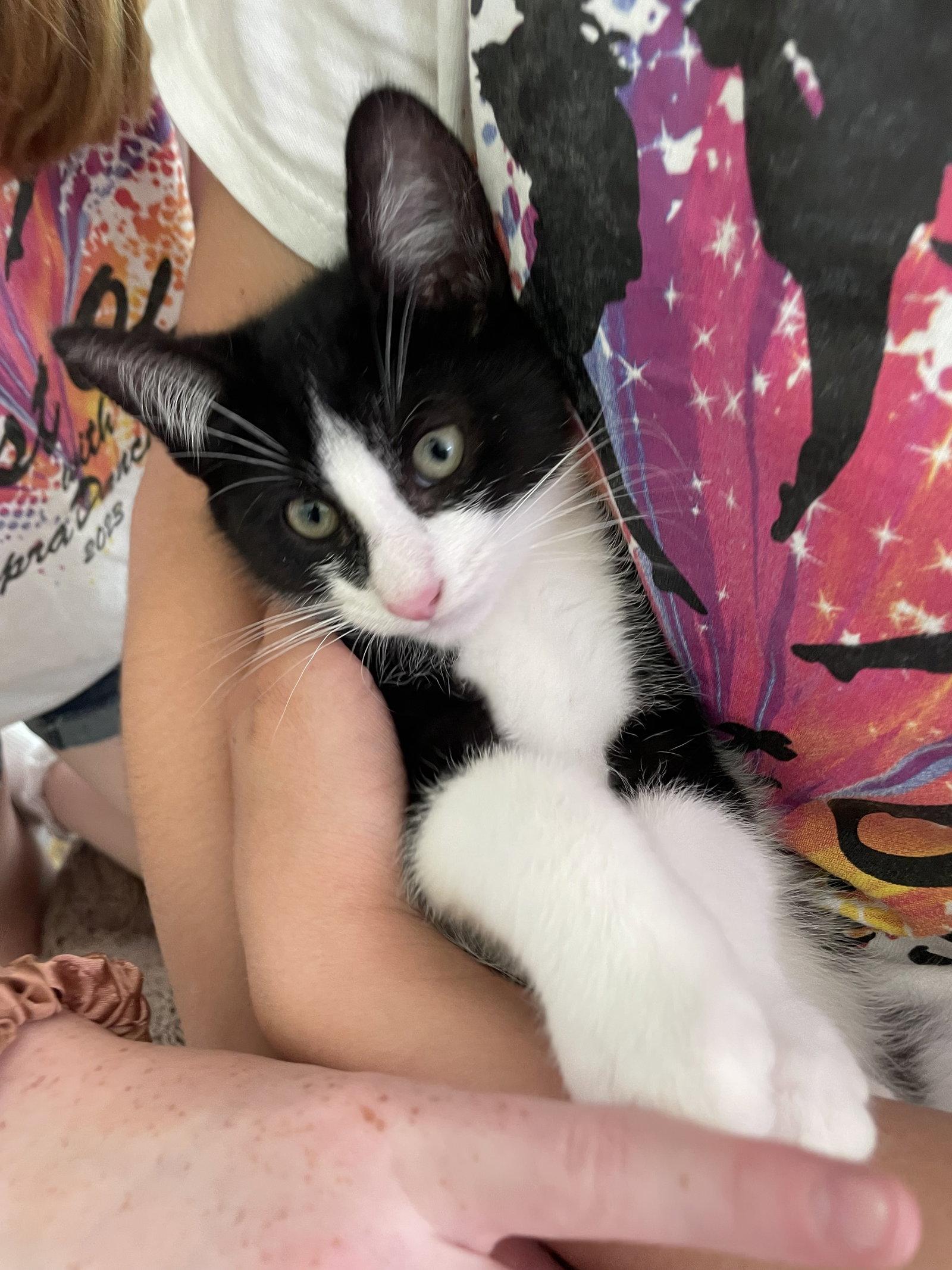 Pablo, a Adopted Domestic Short Hair in Broomall, PA image 2/3