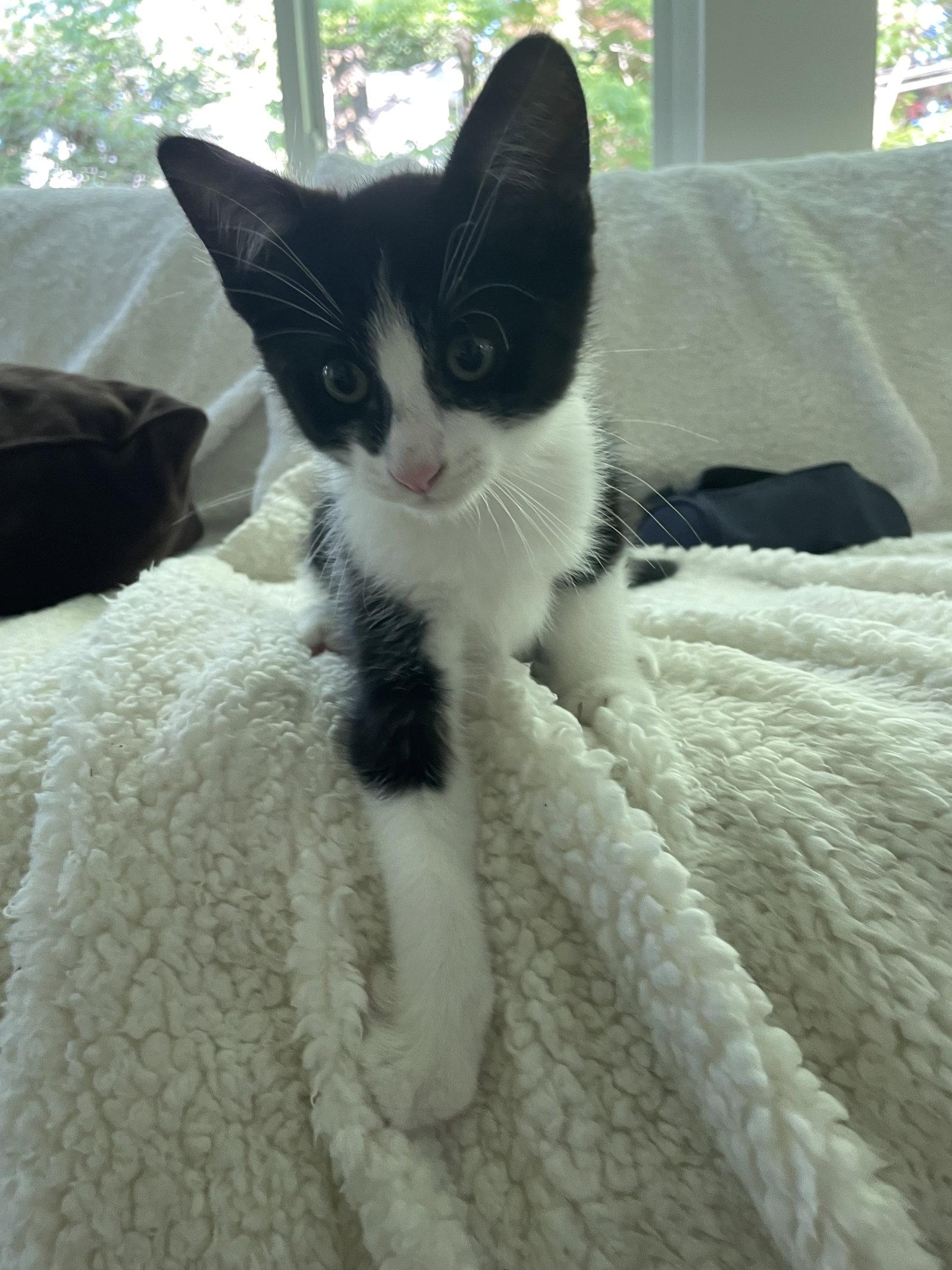 Pablo, a Adopted Domestic Short Hair in Broomall, PA image 3/3