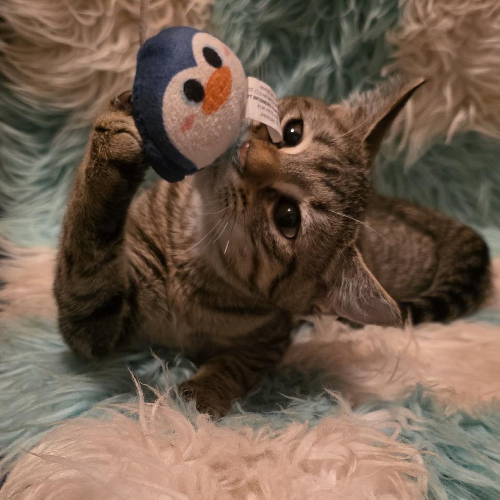Selene, Adoptable, Kitten Female Domestic Short Hair.