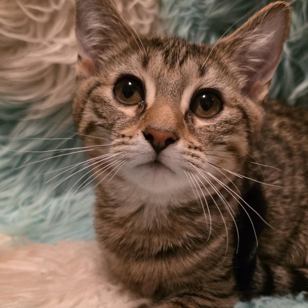 Enlarge Selene, a Adoptable Domestic Short Hair in Glenfield, NY image 2/3