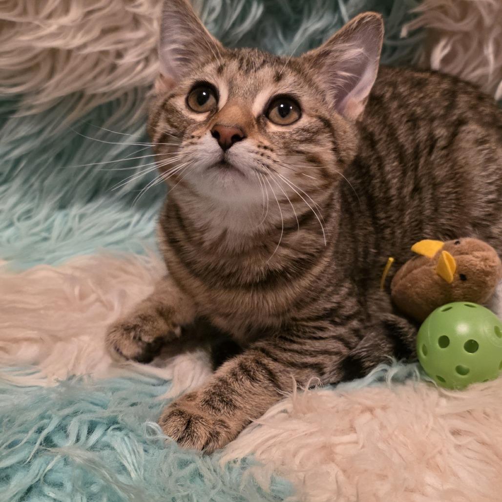 Enlarge Selene, a Adoptable Domestic Short Hair in Glenfield, NY image 3/3
