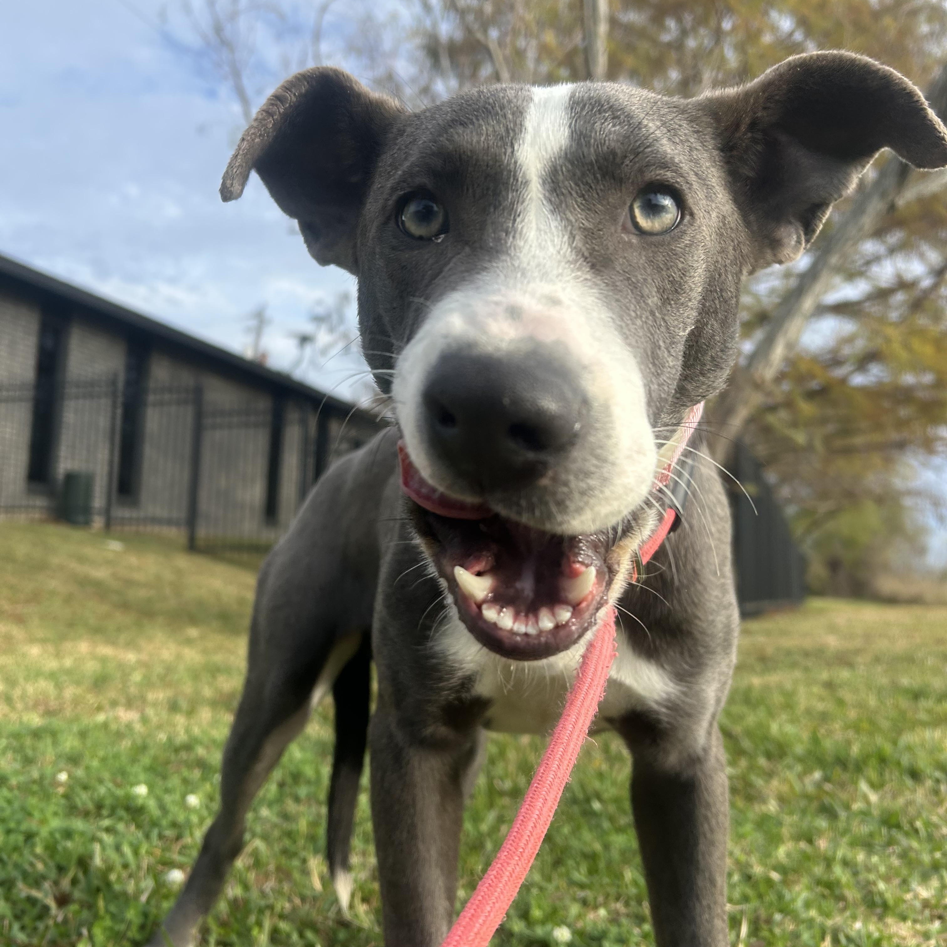 Glisen, an adopted mixed breed in Albany, NY image 4/6