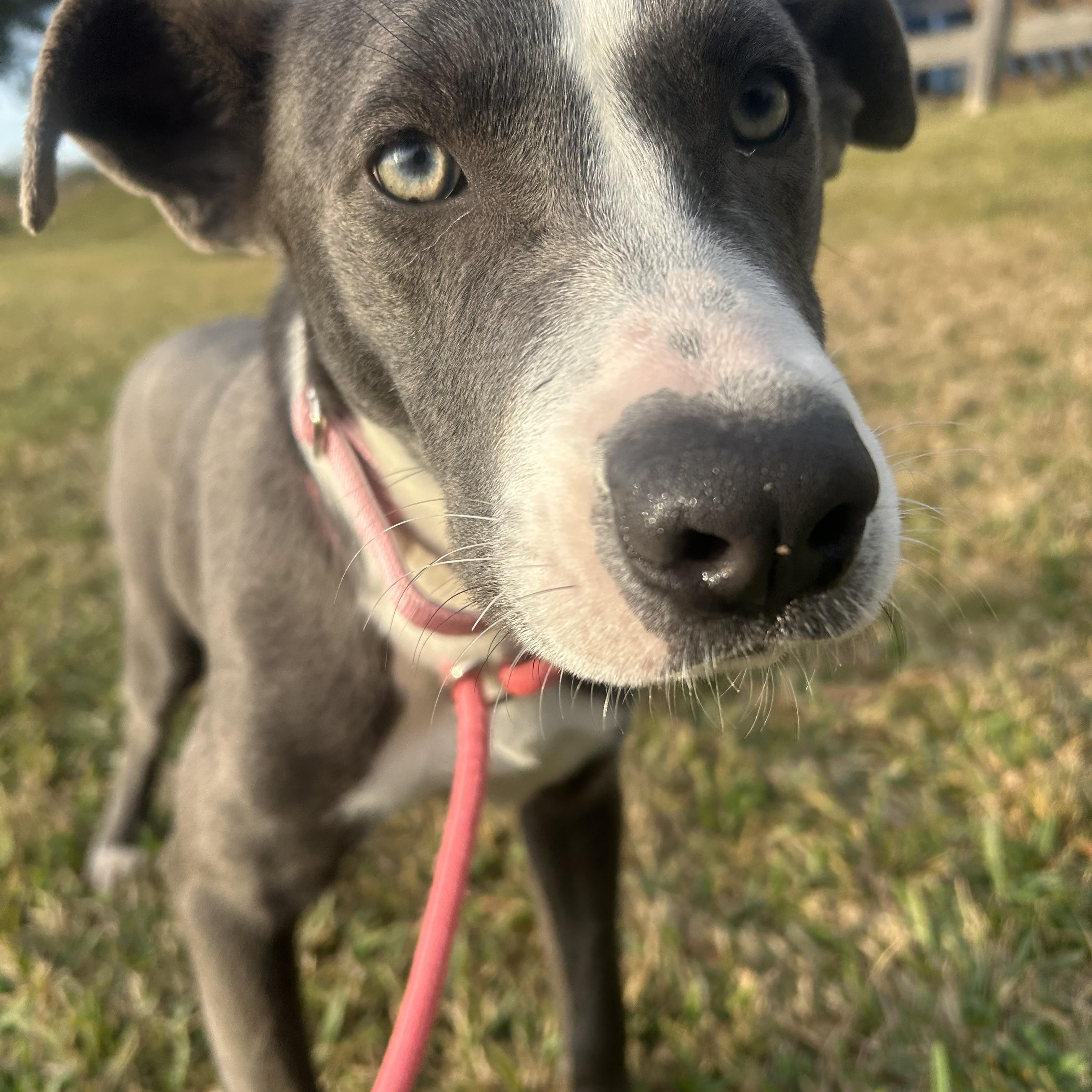 Glisen, an adopted mixed breed in Albany, NY image 3/6