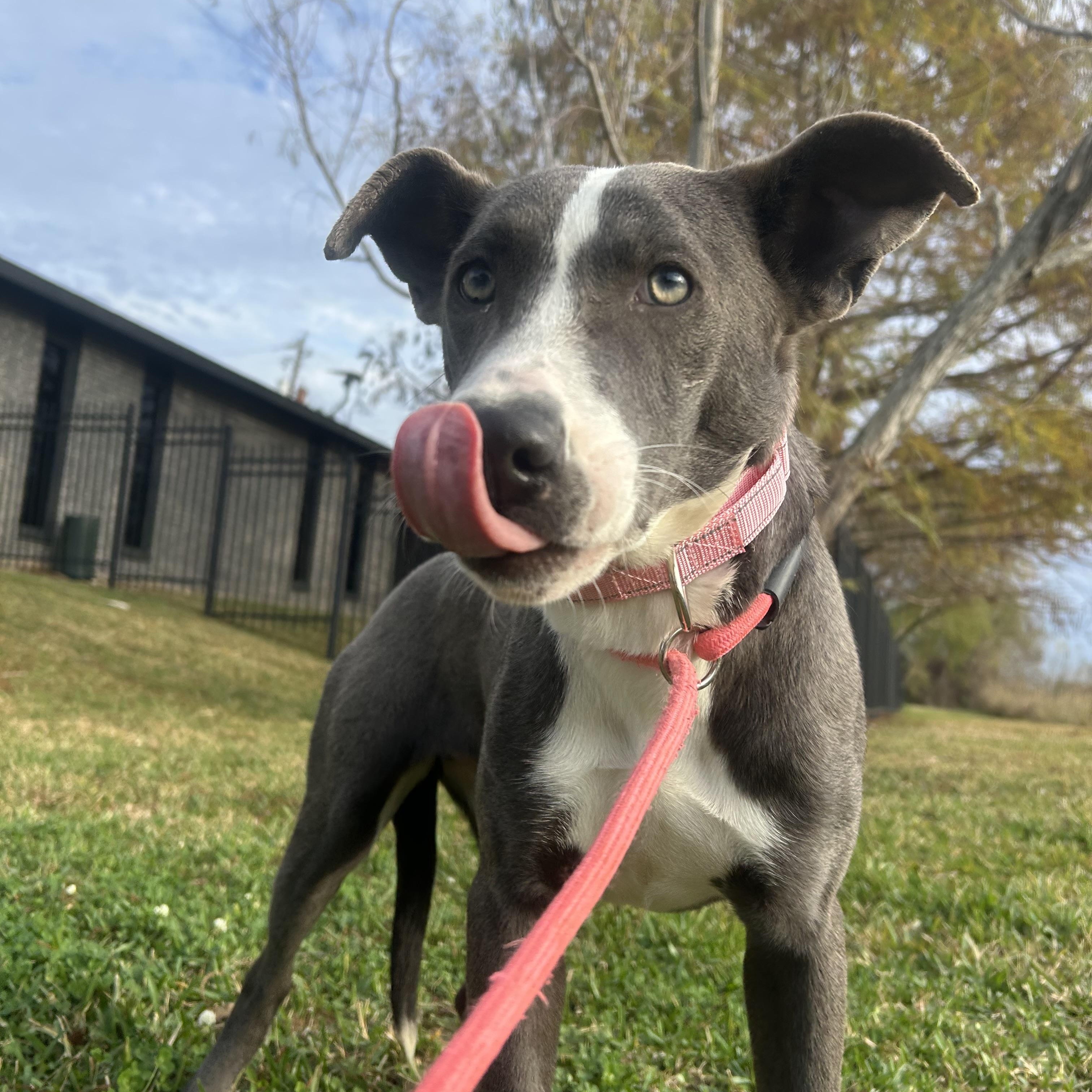 Glisen, an adopted mixed breed in Albany, NY image 2/6