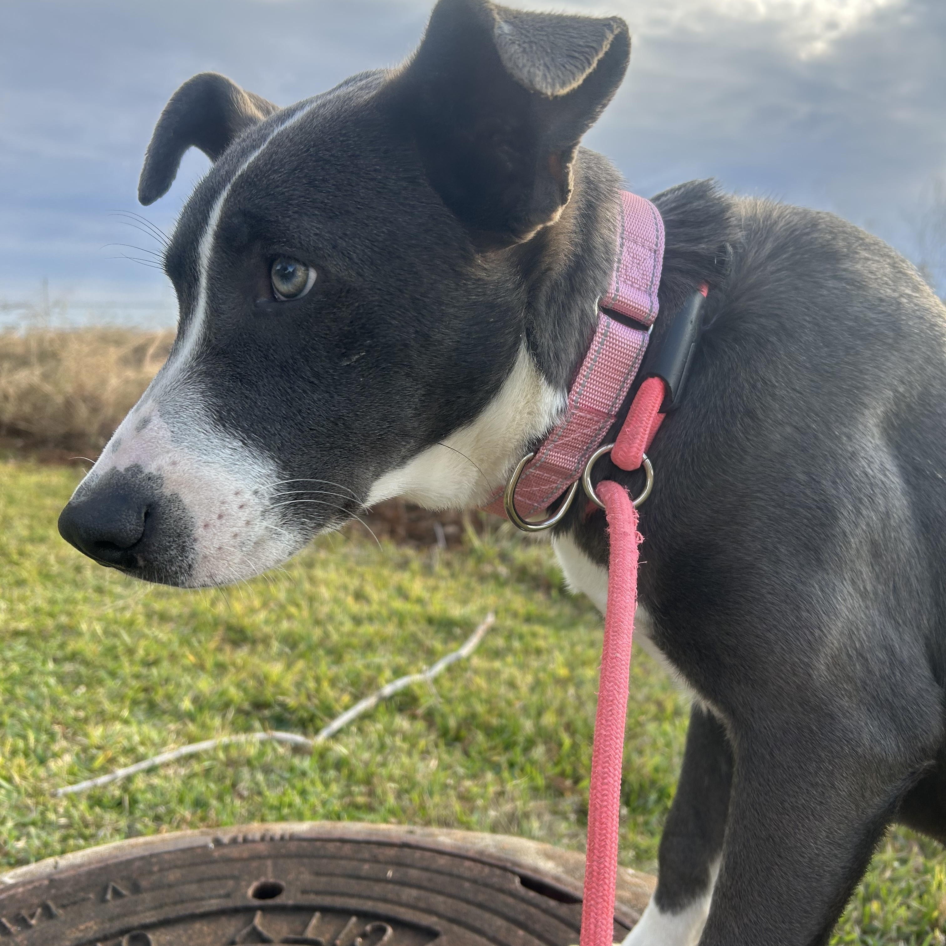 Glisen, an adopted mixed breed in Albany, NY image 6/6