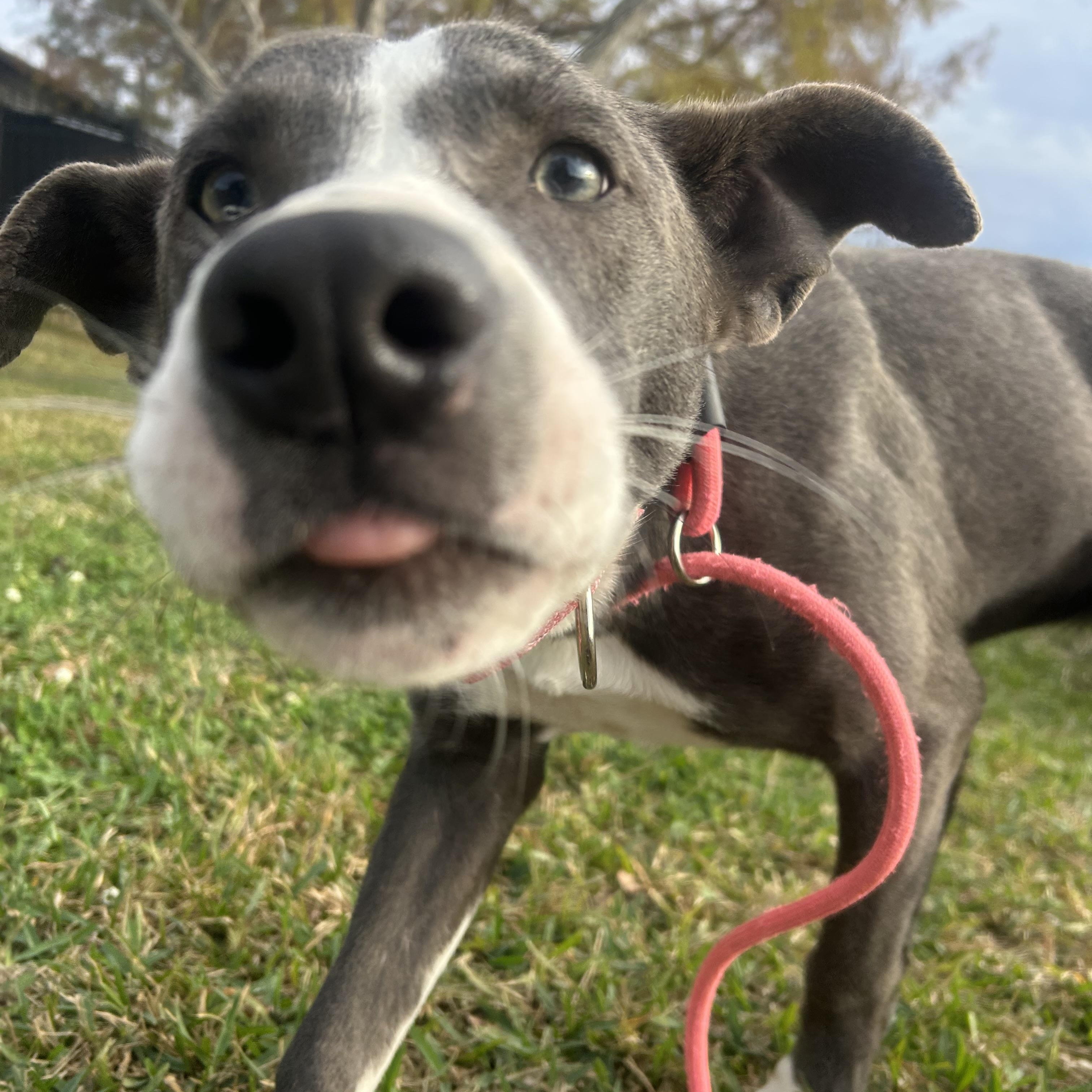 Glisen, an adopted mixed breed in Albany, NY image 5/6