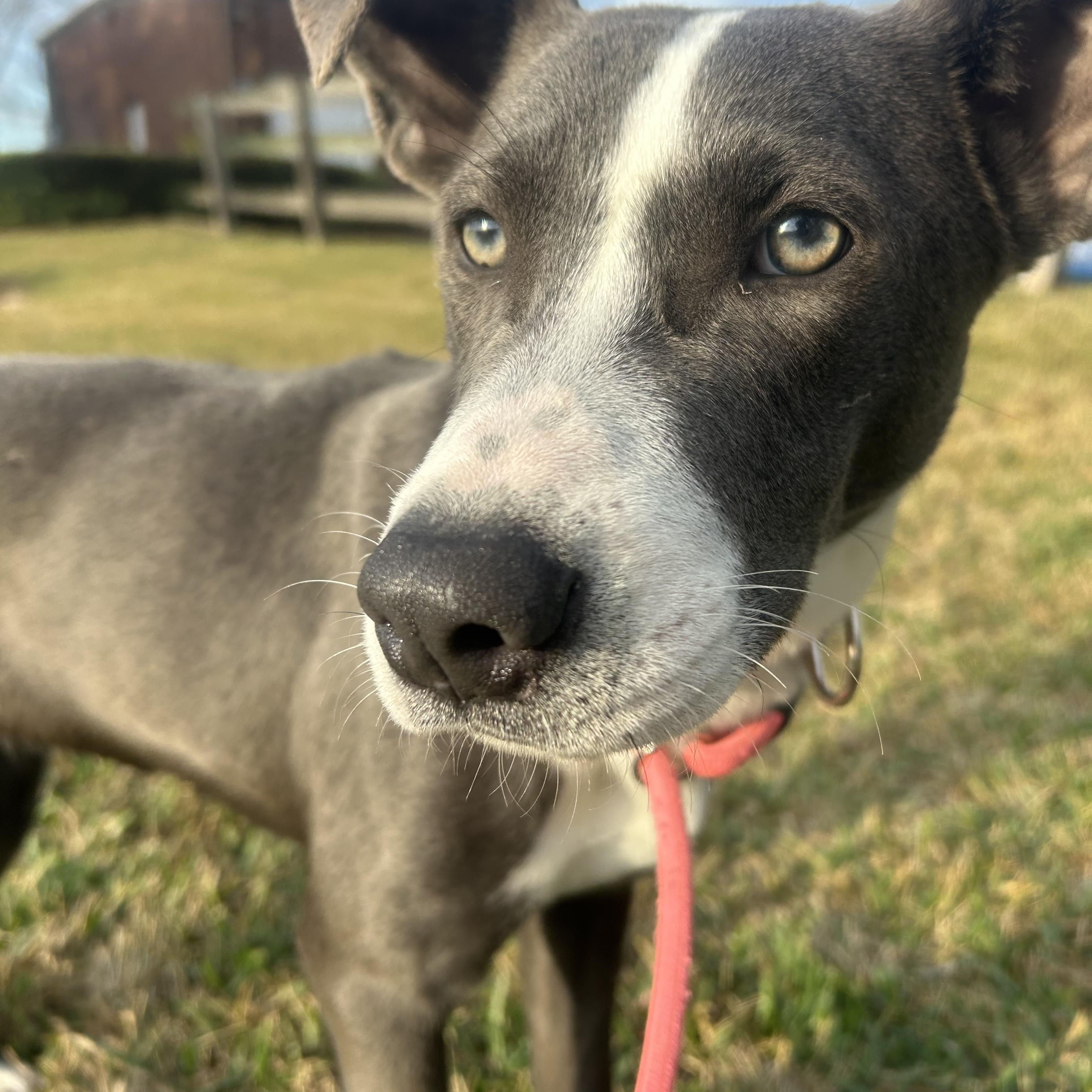 Glisen, an adopted mixed breed in Albany, NY image 1/6