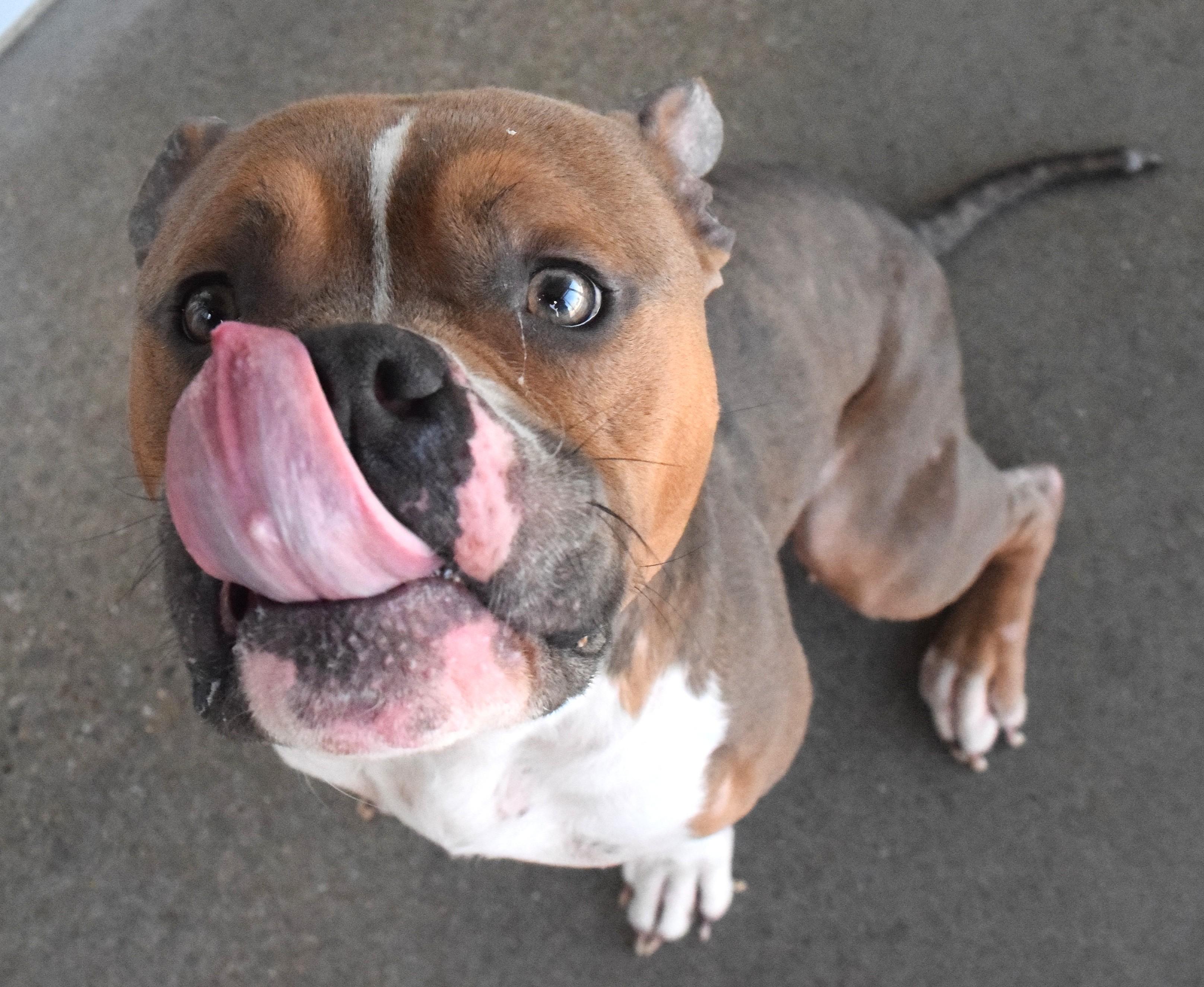 Enlarge #22039, a ADOPTABLE mixed breed in Broken Arrow, OK image 1/1