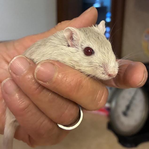Lumi-In foster, Adoptable, Young Female Gerbil.