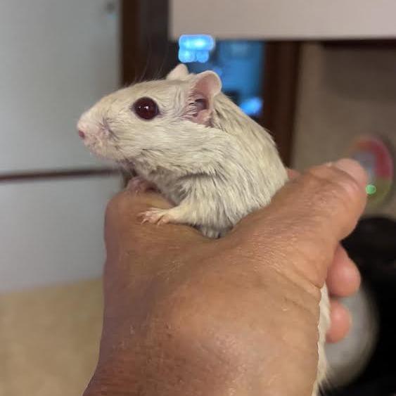 Enlarge Lumi-In foster, a Adoptable Gerbil in Springfield, MA image 2/4
