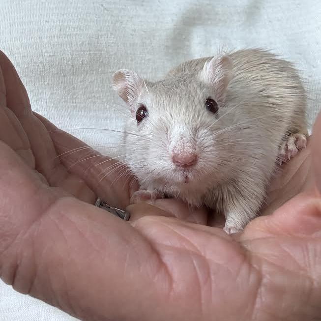 Enlarge Lumi-In foster, a Adoptable Gerbil in Springfield, MA image 3/4