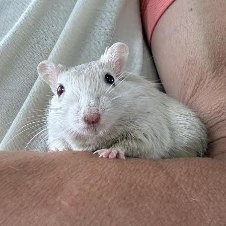 Enlarge Lumi-In foster, a Adoptable Gerbil in Springfield, MA image 4/4