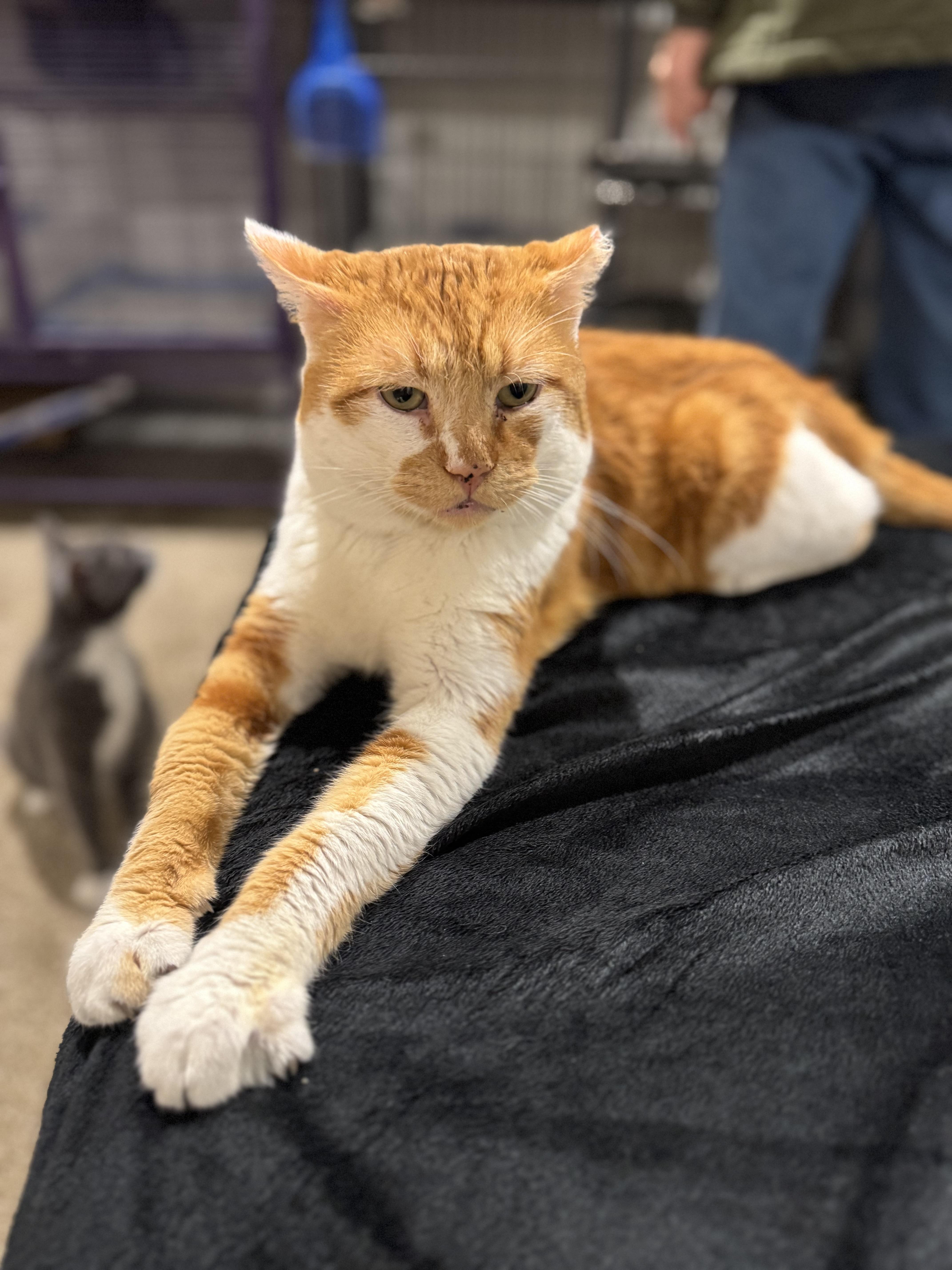 Enlarge Bob, a Adoptable mixed breed in Springfield, MO image 1/6