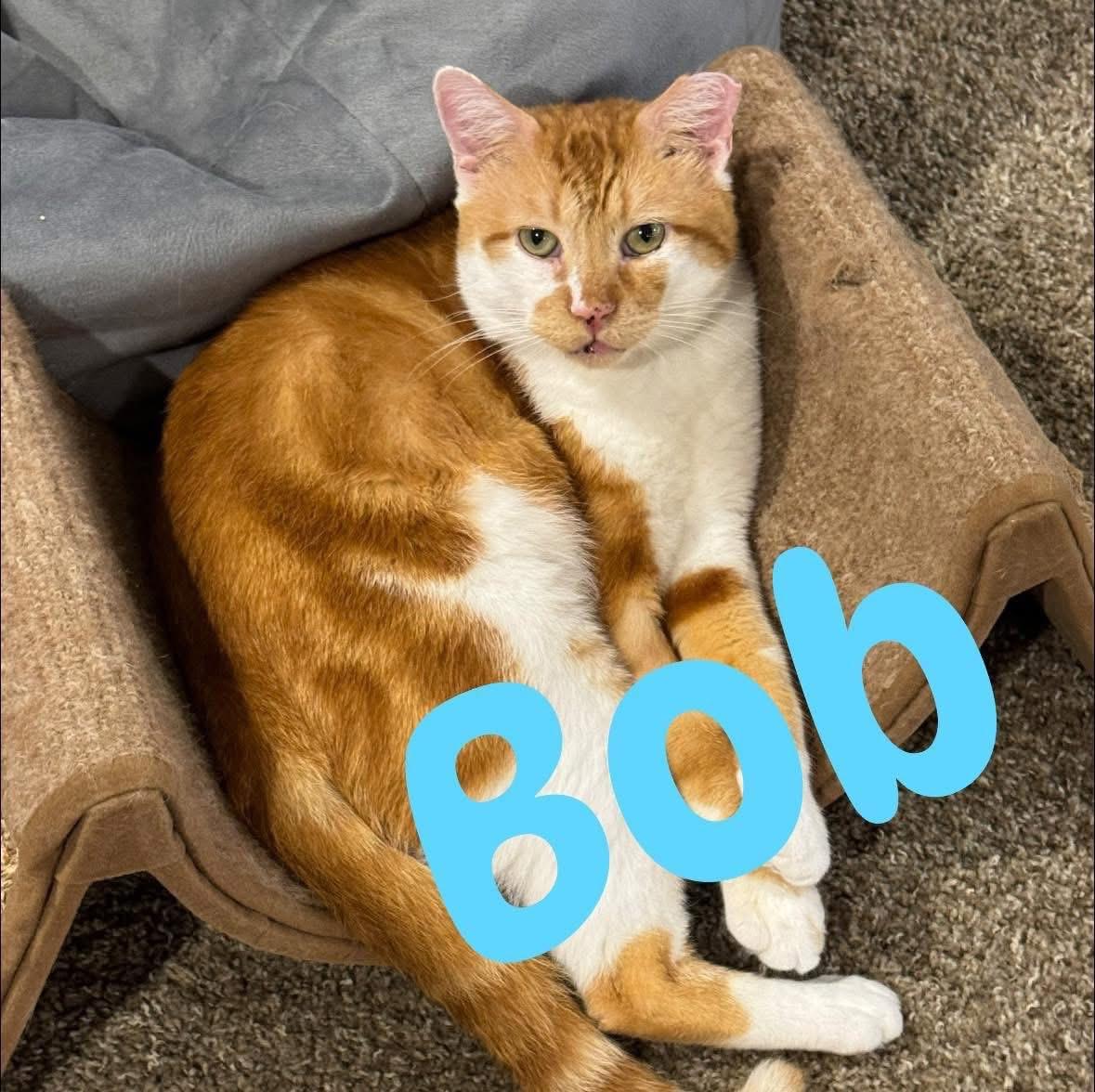 Bob, Adoptable, Senior Male Domestic Short Hair.