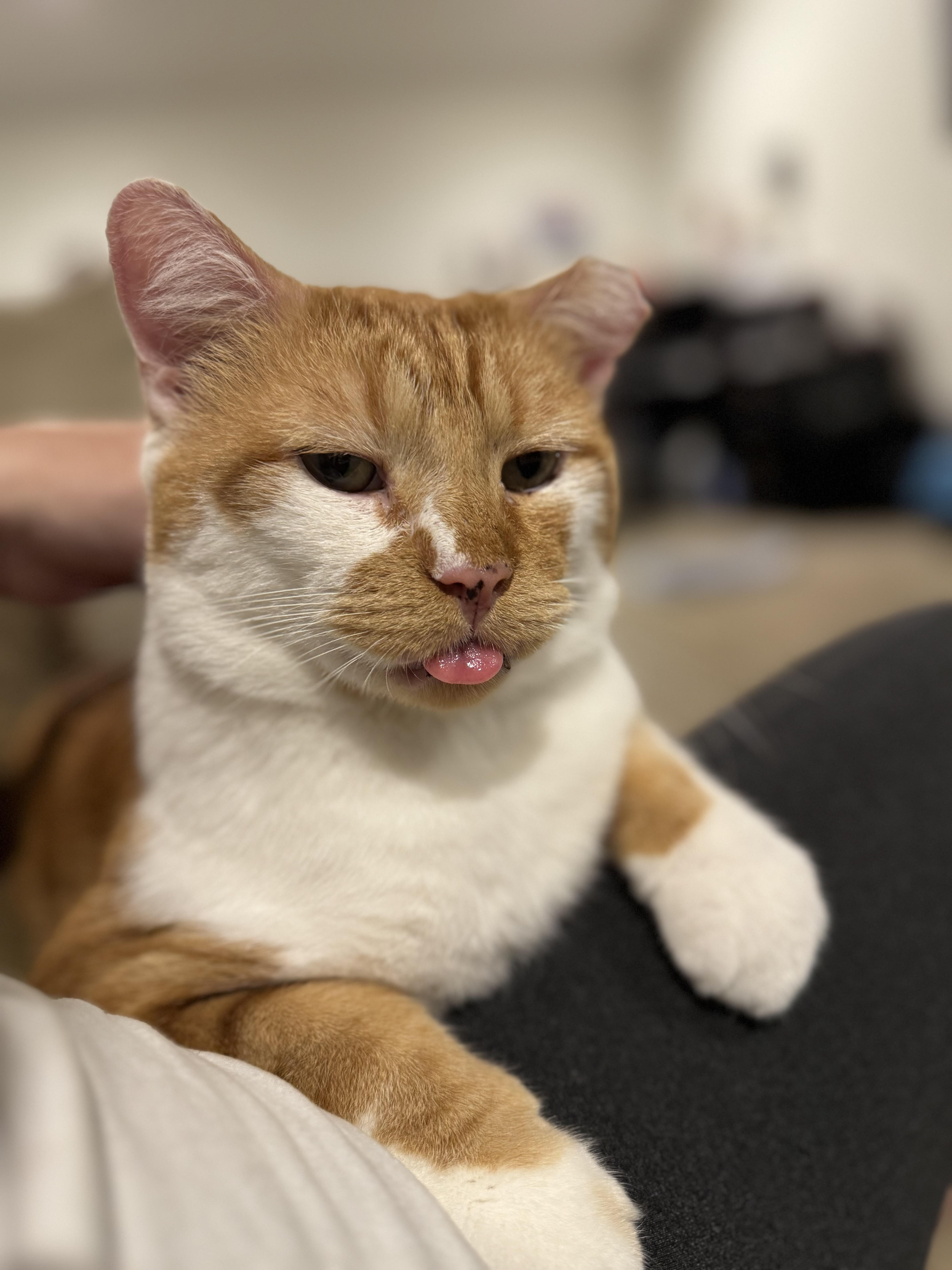 Enlarge Bob, a Adoptable mixed breed in Springfield, MO image 2/2