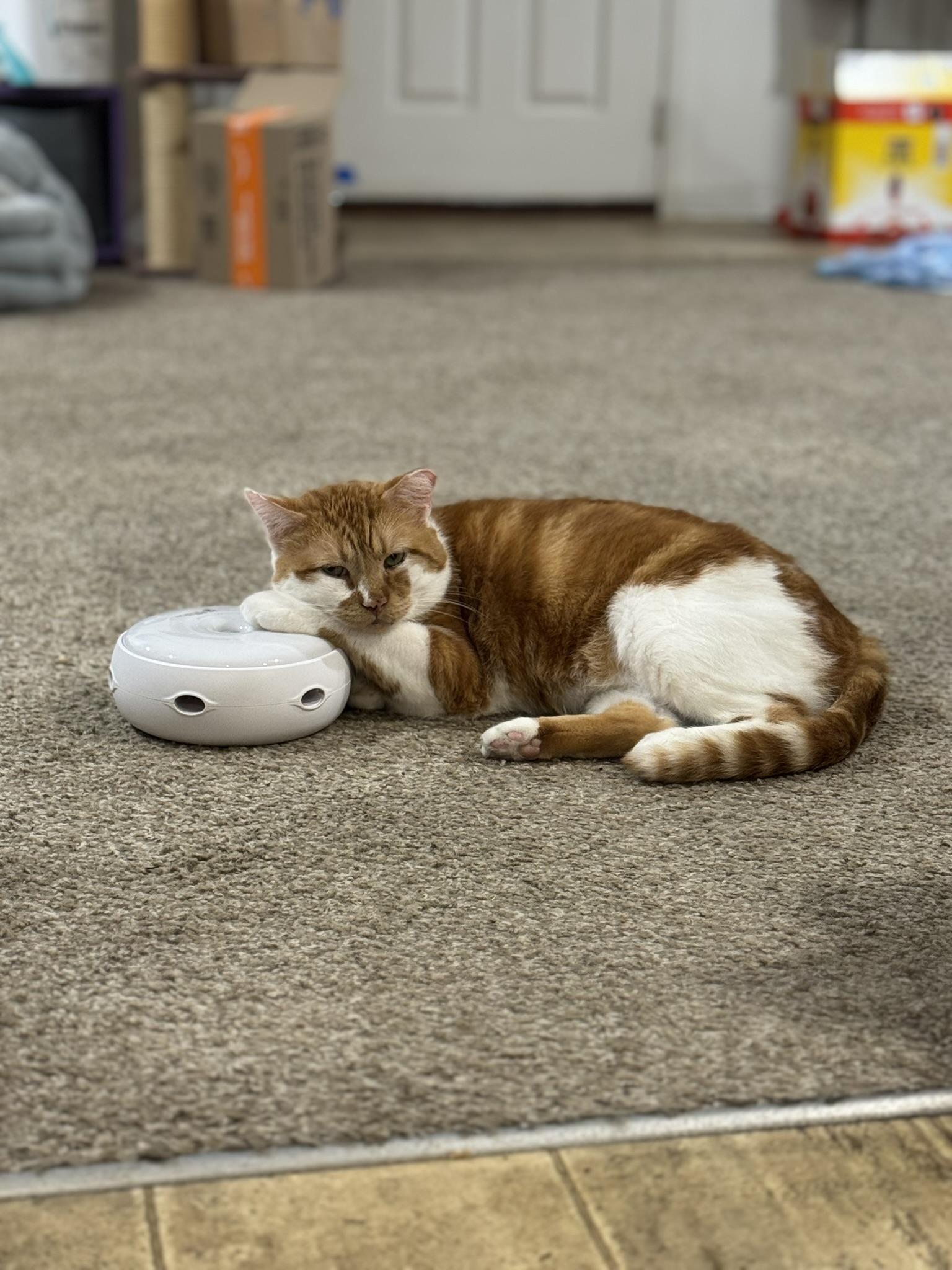 Enlarge Bob, a Adoptable mixed breed in Springfield, MO image 4/6