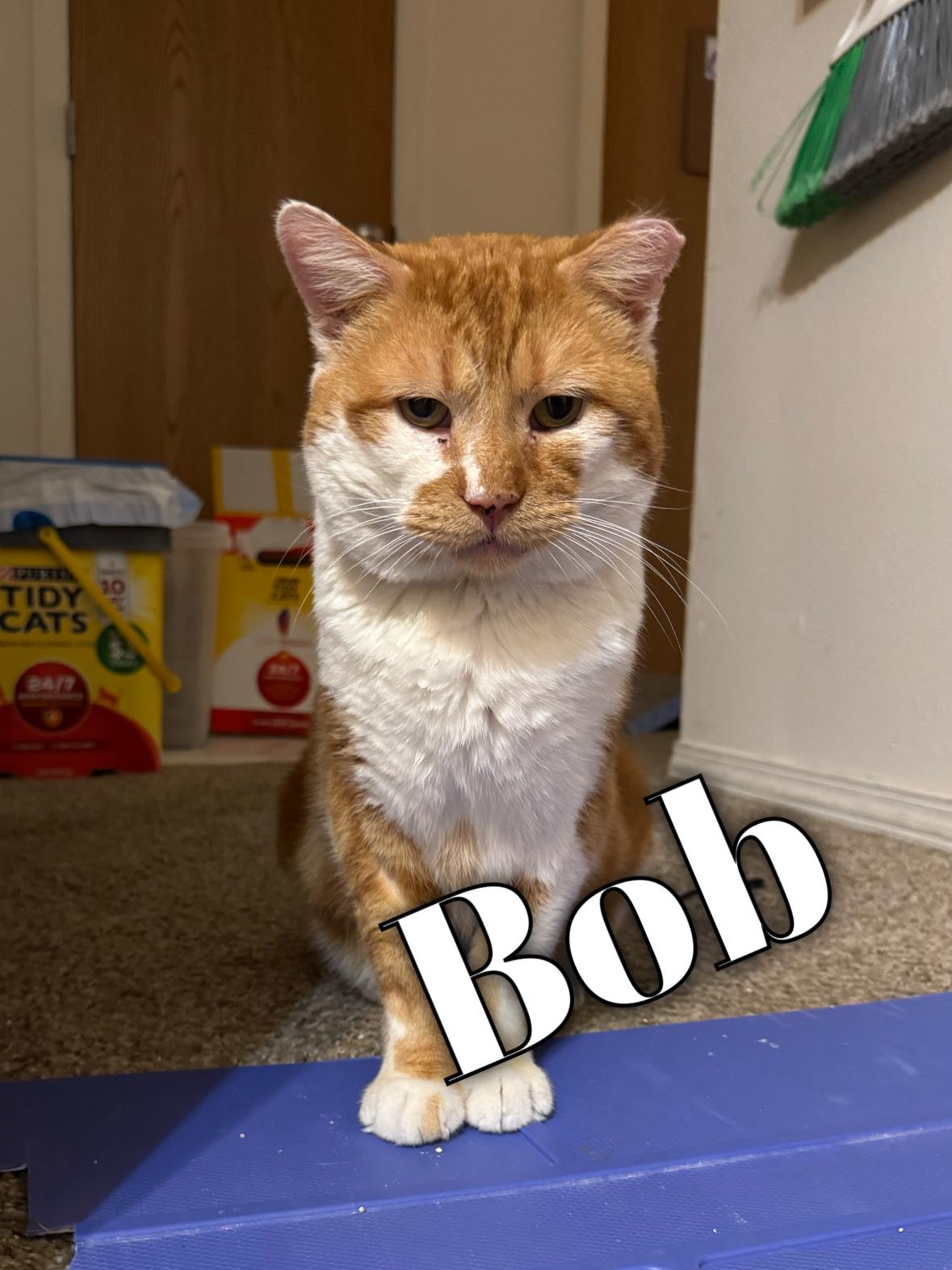 Enlarge Bob, a Adoptable mixed breed in Springfield, MO image 2/6