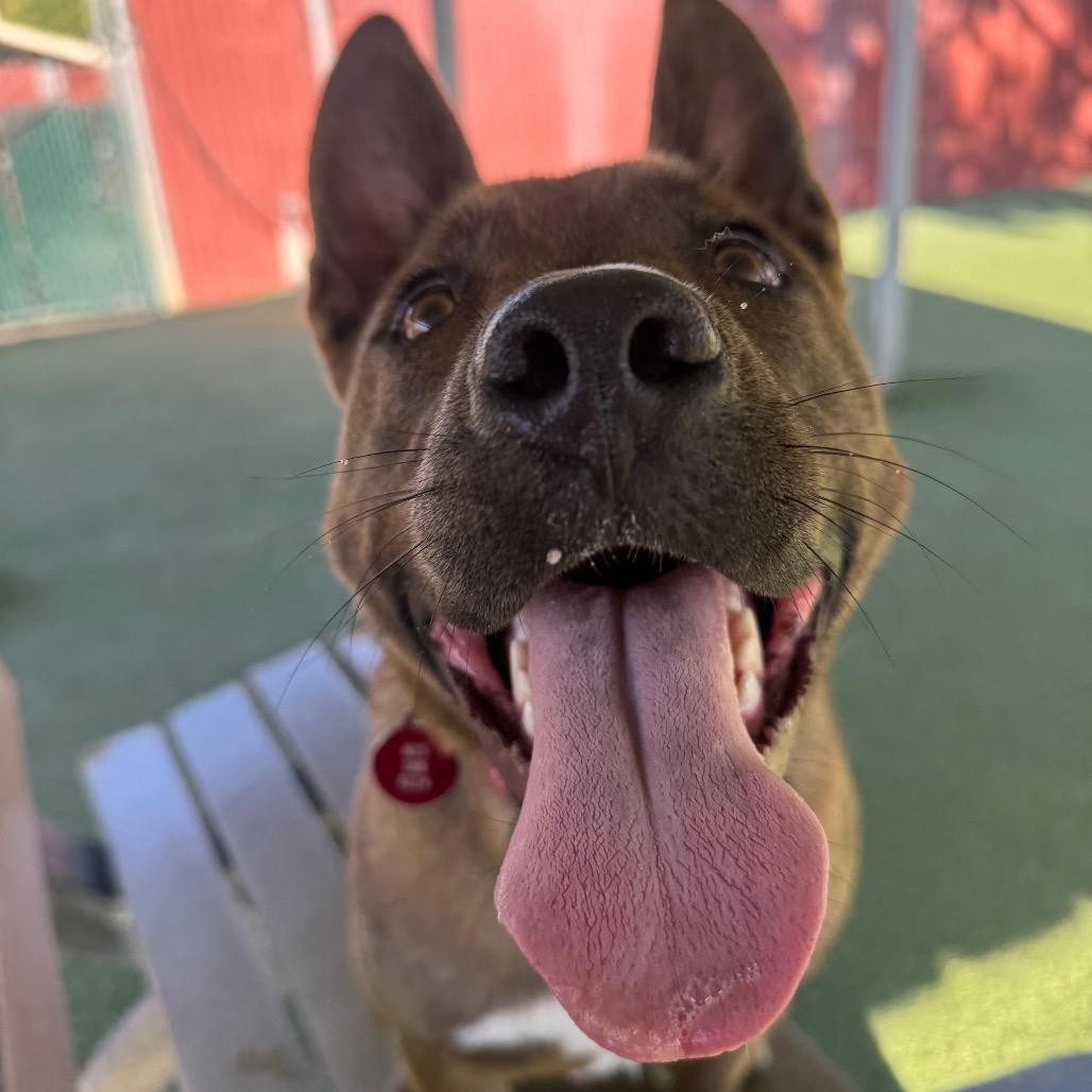 Astra, Adoptable, Young Female Pit Bull Terrier & Mixed Breed.
