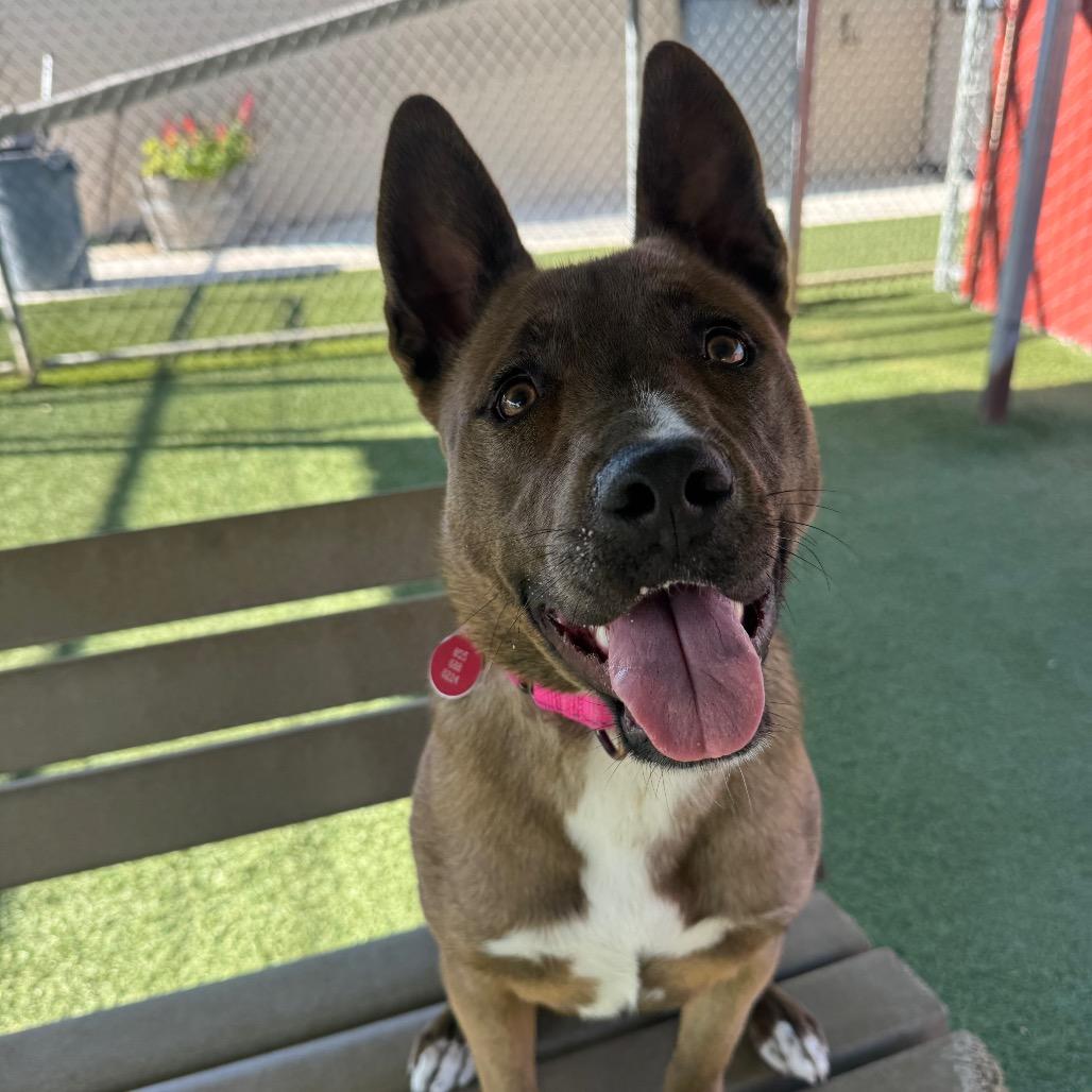 Enlarge Astra, a Adoptable mixed breed in Buellton, CA image 2/4