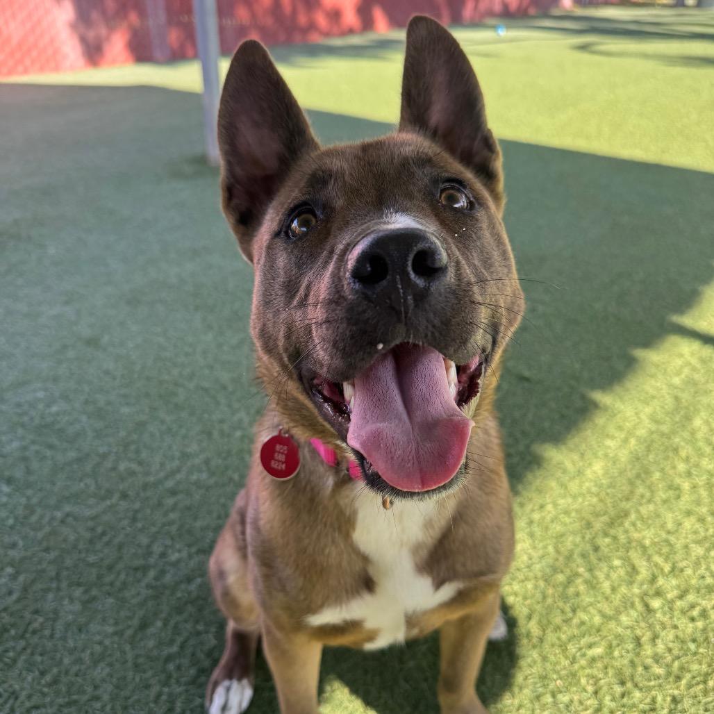 Enlarge Astra, a Adoptable mixed breed in Buellton, CA image 3/4