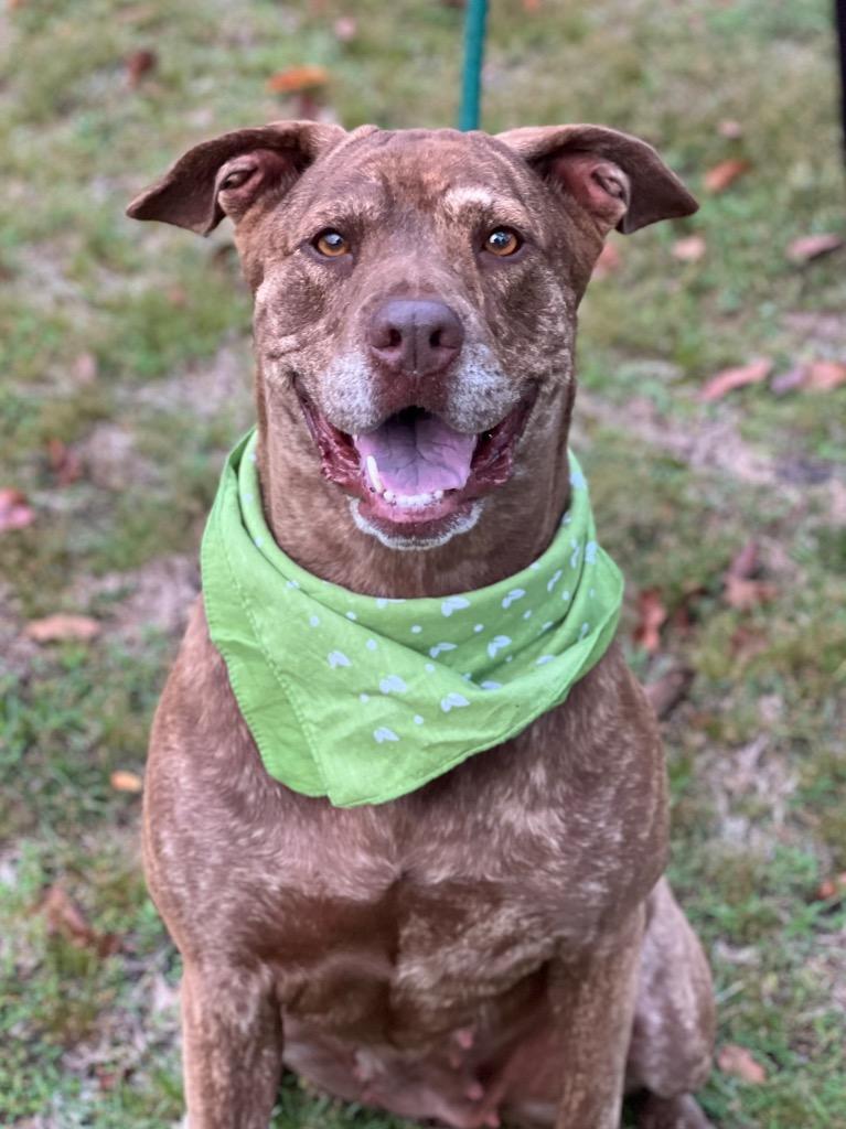 Judy / Ruby, Adoptable, Adult Female Labrador Retriever & Plott Hound.