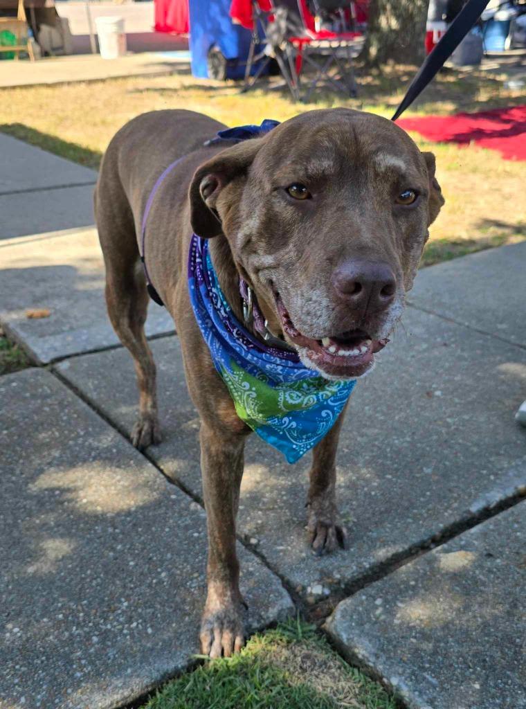 Judy / Ruby, a Adoptable mixed breed in Hartsville, SC image 1/6