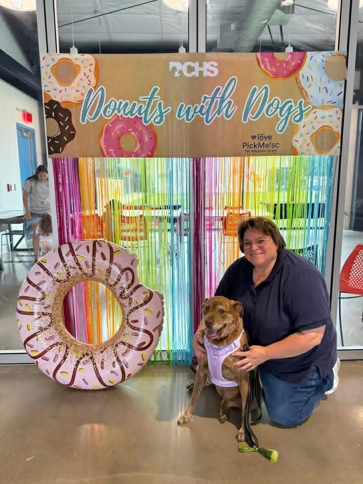 Ruby / Judy, Adoptable, Adult Female Labrador Retriever & Plott Hound.