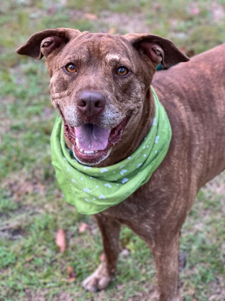 Ruby aka Judy, Adoptable, Adult Female Labrador Retriever & Plott Hound.
