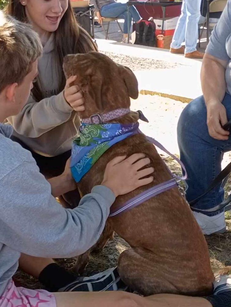 Enlarge Ruby / Judy, a Adoptable mixed breed in Hartsville, SC image 3/6