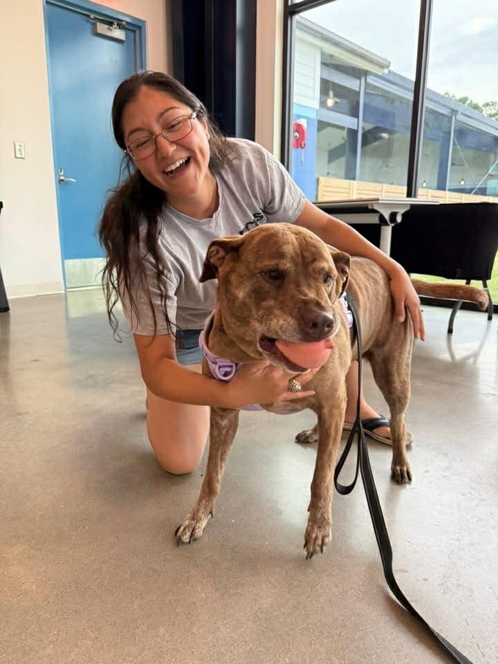 Ruby aka Judy, a Adoptable mixed breed in Hartsville, SC image 3/5