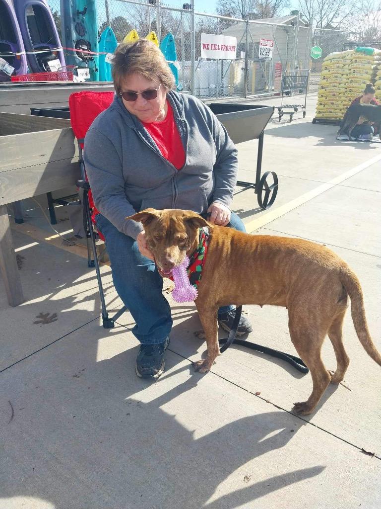 Enlarge Ruby / Judy, a Adoptable mixed breed in Hartsville, SC image 4/6