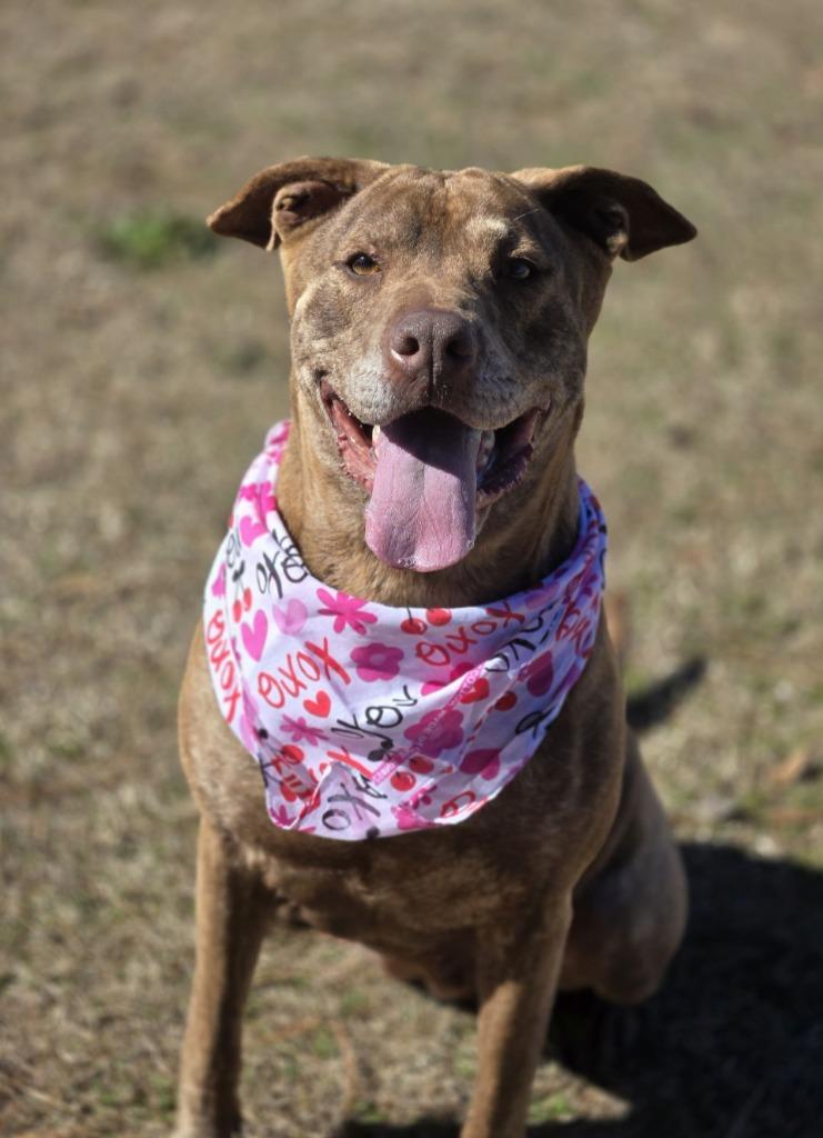 Judy / Ruby, a Adoptable mixed breed in Hartsville, SC image 4/6