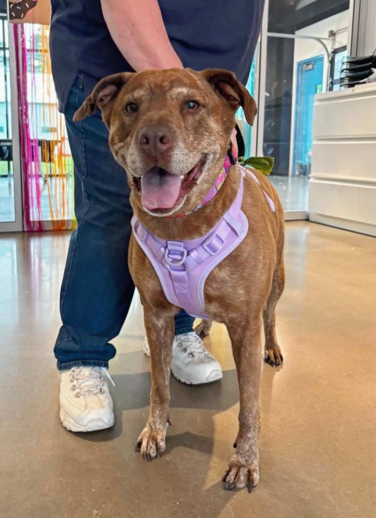 Ruby aka Judy, Adoptable, Adult Female Labrador Retriever & Plott Hound.