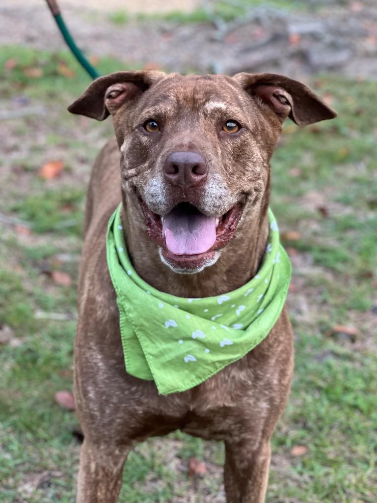 Judy / Ruby, a Adoptable mixed breed in Hartsville, SC image 6/6