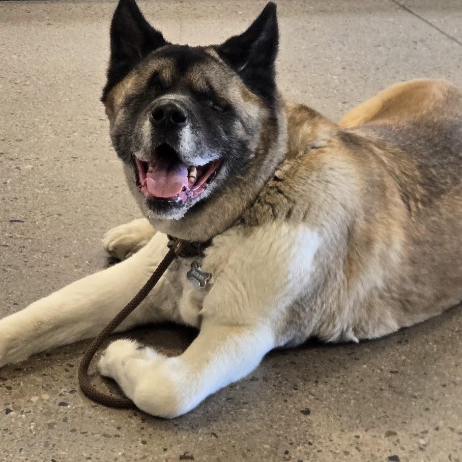 Enlarge Kolby, a ADOPTABLE Akita in Queen Creek, AZ image 1/6