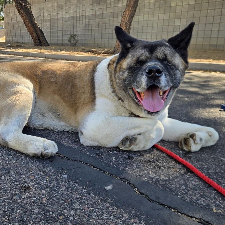 Enlarge Kolby, a ADOPTABLE Akita in Queen Creek, AZ image 5/6