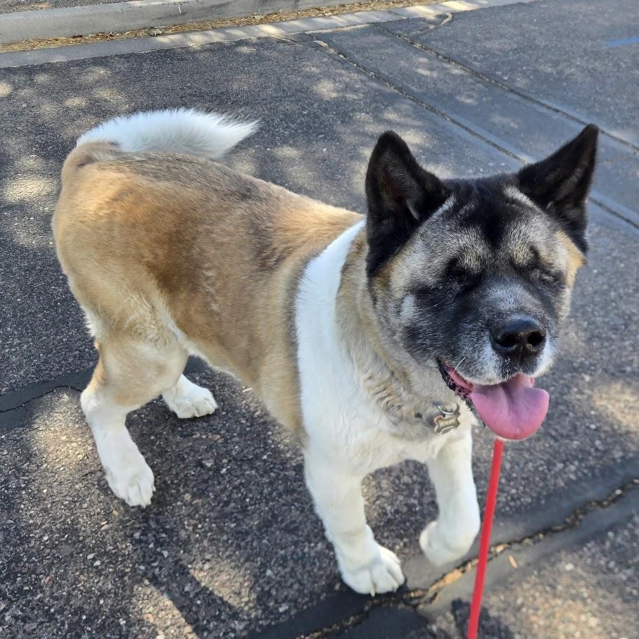 Enlarge Kolby, a ADOPTABLE Akita in Queen Creek, AZ image 2/6