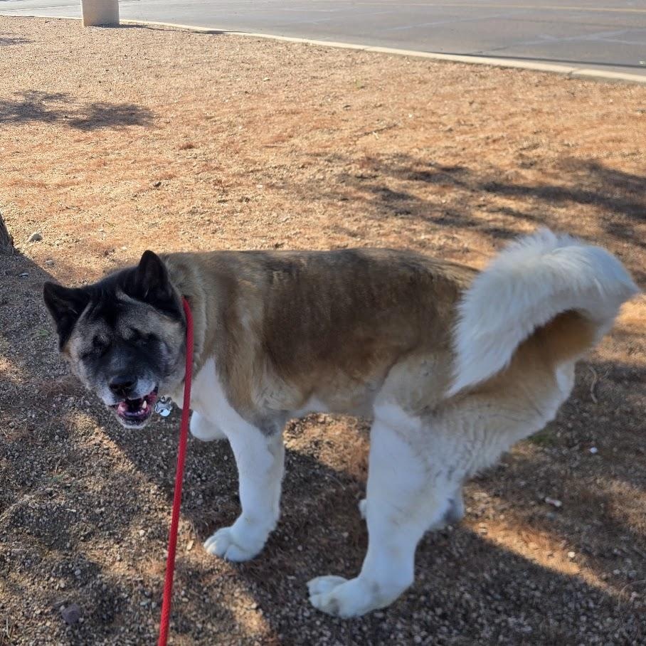 Enlarge Kolby, a ADOPTABLE Akita in Queen Creek, AZ image 6/6