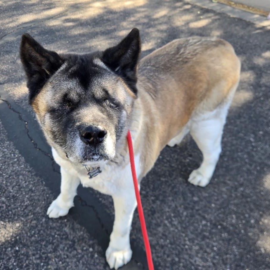 Enlarge Kolby, a ADOPTABLE Akita in Queen Creek, AZ image 4/6