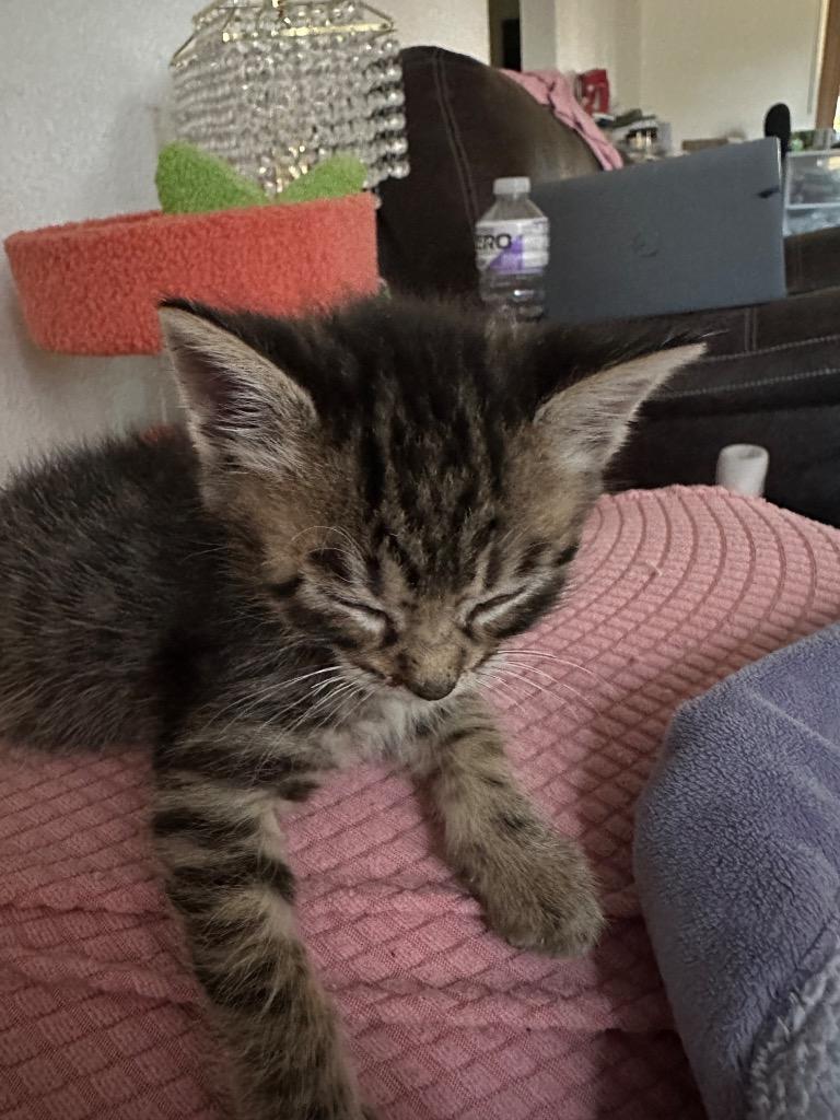 Enlarge Deviled Egg, a Adopted mixed breed in St. James City, FL image 1/1