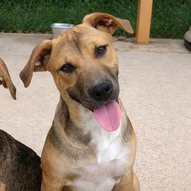Jordan, an adoptable mixed breed in Parma, OH image 1/2