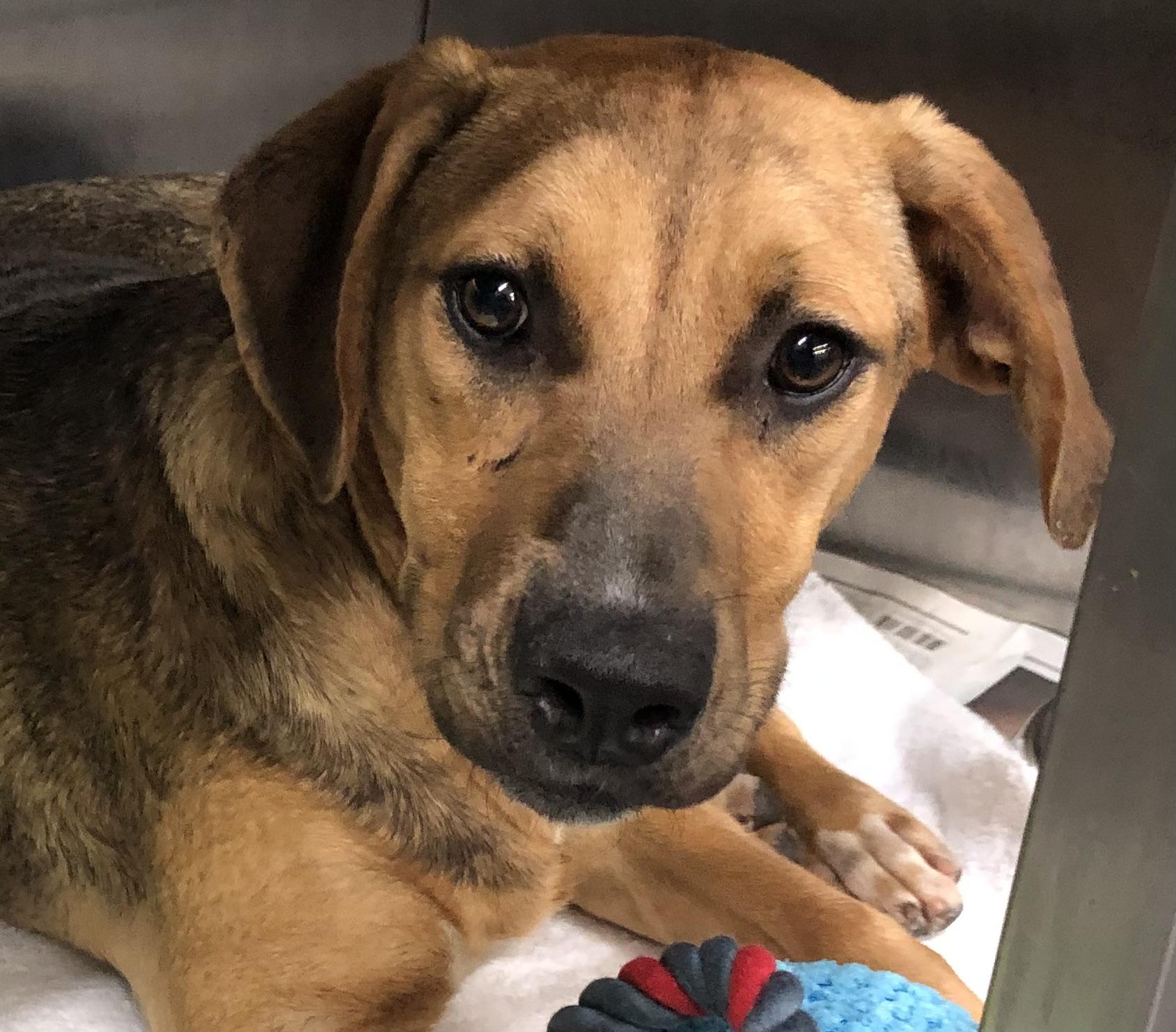 Jordan, an adoptable mixed breed in Parma, OH image 2/2