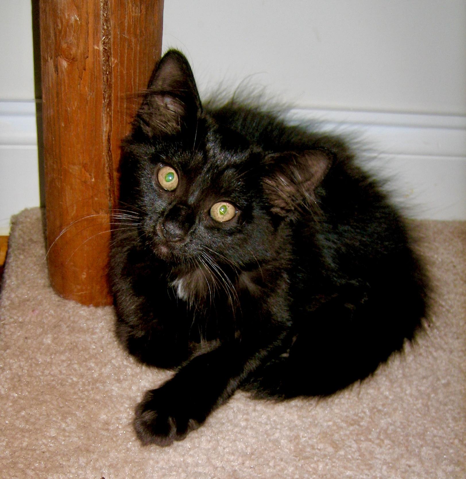 Ember