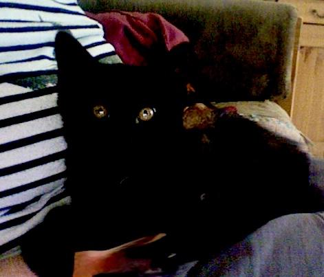 Ember