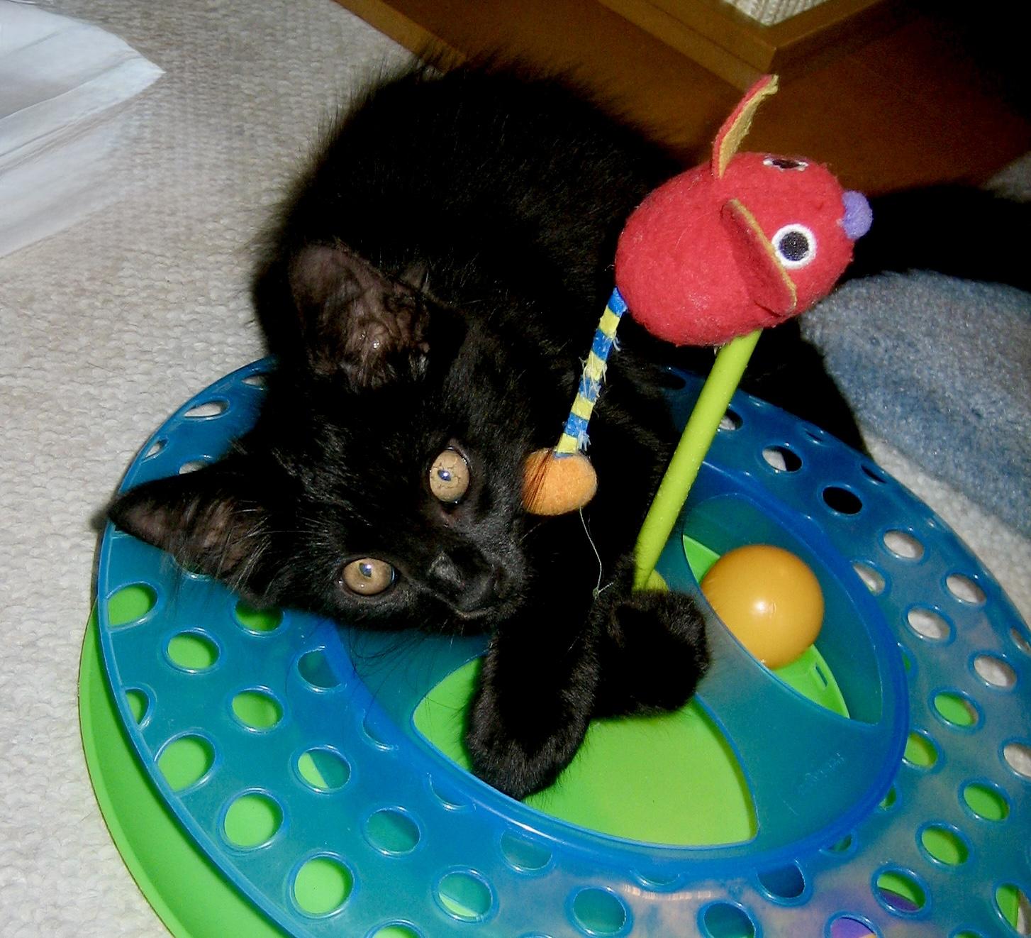 Ember