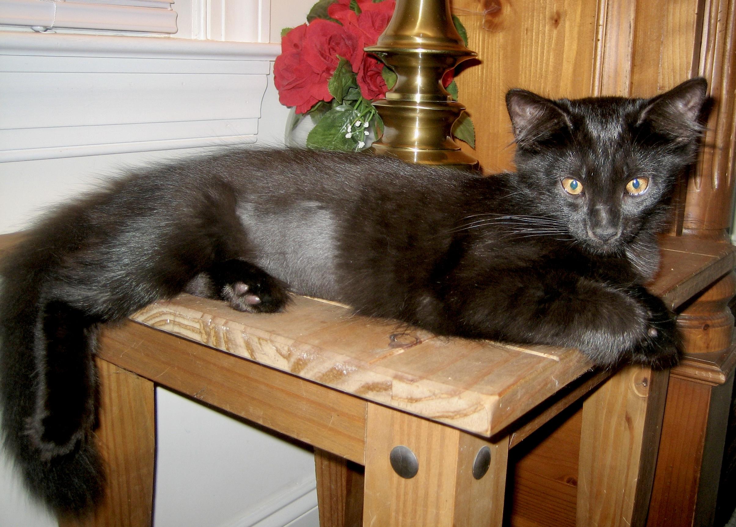 Ember