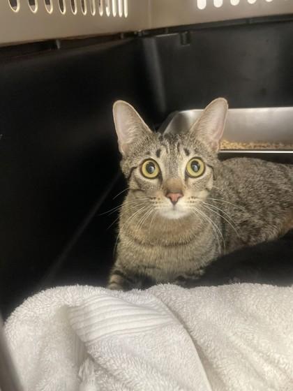 Dove, Adoptable, Adult Female Domestic Short Hair & Domestic Short Hair.