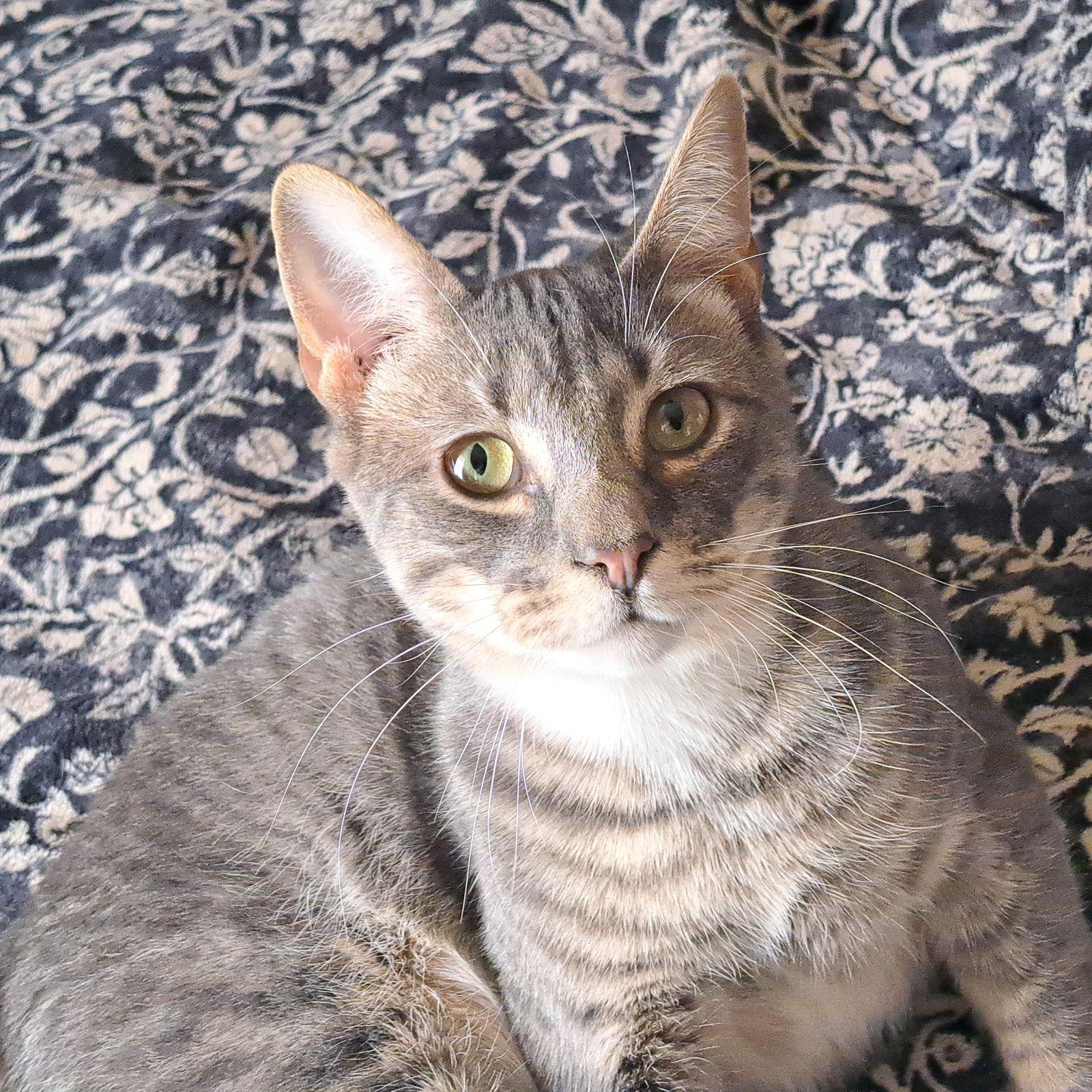 Valiant, Adoptable, Young Male Domestic Short Hair.