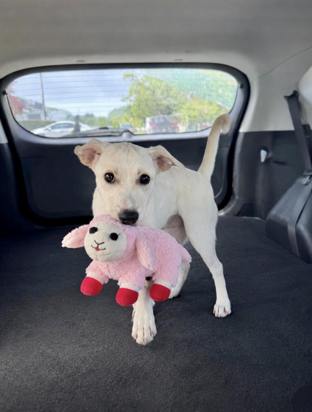 Claire, ADOPTABLE, Puppy Female Yellow Labrador Retriever.