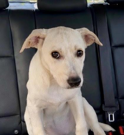 Enlarge Claire, a ADOPTABLE mixed breed in New York, NY image 4/4